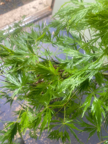 Acer palmatum 'Green Beauty' - Maple Ridge Nursery